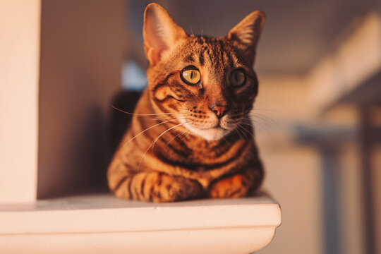 Curious bengal cat relaxing on a ledge during sunset in a cozy room with warm light and soft shadows