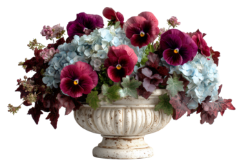 Burgundy pansy flowers, light blue hydrangeas displayed with deep red autumn leaves in classic cream weathered stone urn planter isolated transparent background. PNG