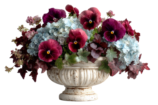 Burgundy pansy flowers, light blue hydrangeas displayed with deep red autumn leaves in classic cream weathered stone urn planter isolated transparent background. PNG