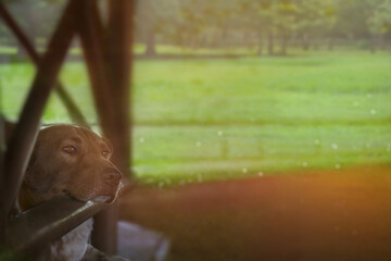 Old brown farm dog age over 10-year-old takes a rest under dark metal poles in horse stables with sunset light effect and copy space. Lie down animal background.