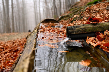 Źródło wody w jesiennym lesie na górskim szlaku  © Hanna