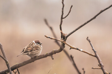 sparrow on a branch