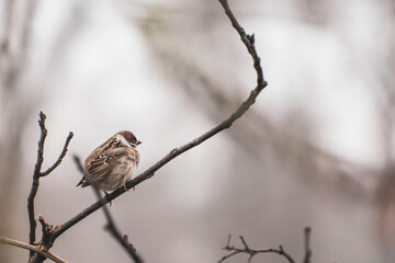 sparrow on branch