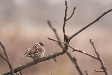 sparrow on a branch