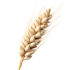 Singular Wheat Ear on White Background for Agriculture Ads and Designs