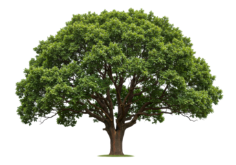 Isolated deciduous oak tree with green leaves and branches, nature element for design
