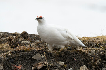 Lagopède alpin, mâle,Lagopus muta, Rock Ptarmigan