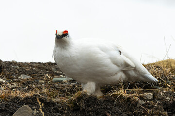 Lagopède alpin, mâle,Lagopus muta, Rock Ptarmigan