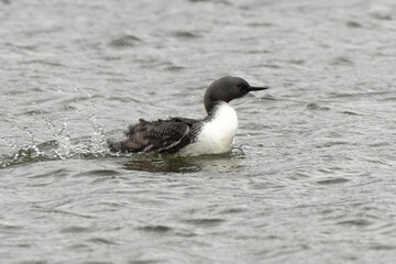 Plongeon catmarin,Gavia stellata, Red throated Loon, Spitzberg, Svalbard, Norvè