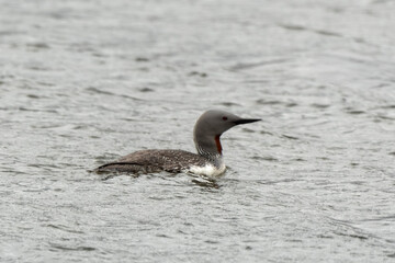 Plongeon catmarin,Gavia stellata, Red throated Loon, Spitzberg, Svalbard, Norvè