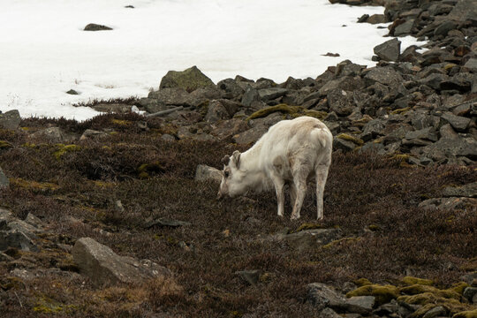 Renne du Spitzberg, Renne de Svalbard, Rangifer tarandus platyrhynchus, Spitzberg, Svalbard, Norv&egrave;ge