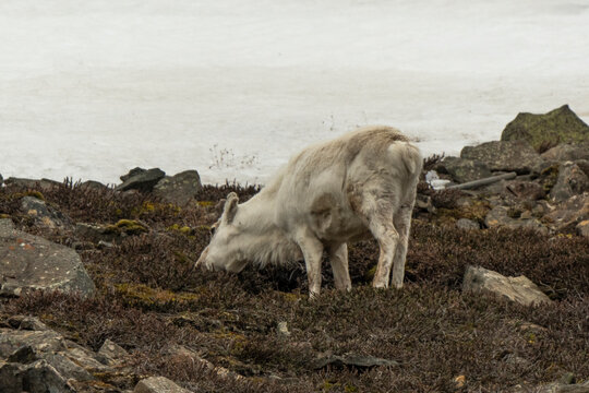 Renne du Spitzberg, Renne de Svalbard, Rangifer tarandus platyrhynchus, Spitzberg, Svalbard, Norv&egrave;ge