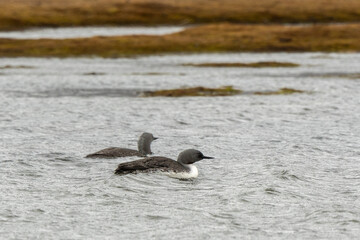 Plongeon catmarin,Gavia stellata, Red throated Loon, Spitzberg, Svalbard, Norvè