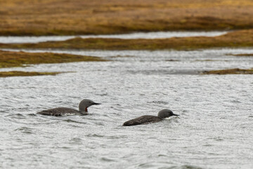 Plongeon catmarin,Gavia stellata, Red throated Loon, Spitzberg, Svalbard, Norvè