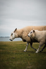One sheep and one lamb walk over the Norwegian grass at the sea. 
