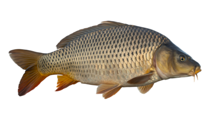 Isolated common carp fish against black background in studio lighting
