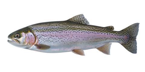 Beautiful rainbow trout isolated on black background for stock photography