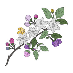 A vintage style illustration representing apple blossom