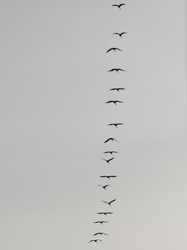 Kraniche fliegen am Himmel