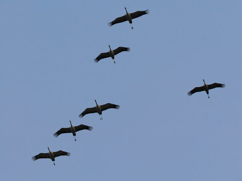 Kraniche fliegen am Himmel