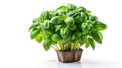 Fototapeta premium Freshly harvested basil plant isolated on white background