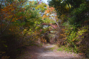 兵庫県・三木市県立公園の秋、紅葉