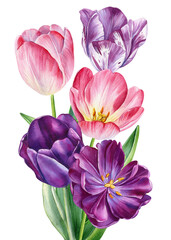 Pink and purple tulips in lush watercolor botanical bouquet illustration for spring floral decor