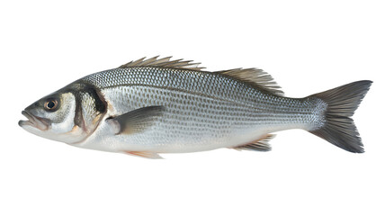 Fototapeta premium Isolated european seabass on black background a fresh catch of the day