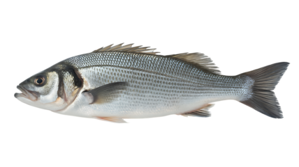 Isolated european seabass on black background a fresh catch of the day