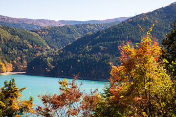 井川ダム湖の紅葉