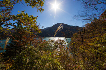 井川ダム湖の紅葉