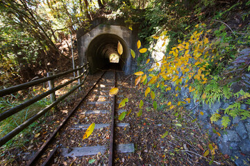 秋の大井川ダム湖廃線の小道
