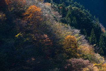 井川ダム湖の紅葉