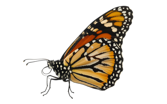 Monarch butterfly profile isolated on black background showing intricate wing patterns