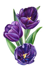 Dark purple tulips in elegant watercolor botanical illustration for spring floral decor