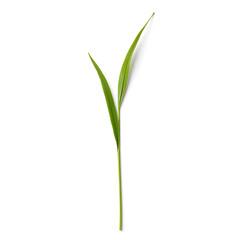 Detailed grass stem isolated on white background, nature's simplicity