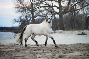Obraz premium White horse running on sand3