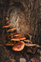 Photo of mushrooms on a tree trunk.