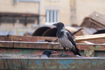 Crows inspect trash containers in search of food.