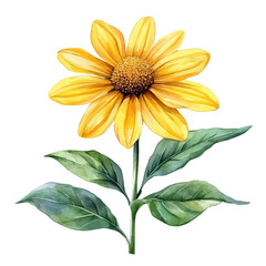 Fototapeta premium watercolor of Rudbeckia Flower, vector, isolated on a white background.
