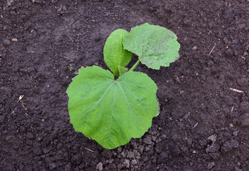 Young Green Plant of pumpkin Sprouting in Dark Soil