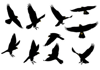 Silhouetted Hawks Soaring Majestic Flight Poses and Bird of Prey