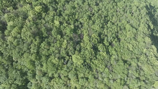 Arbres vu &agrave; la verticale par drone