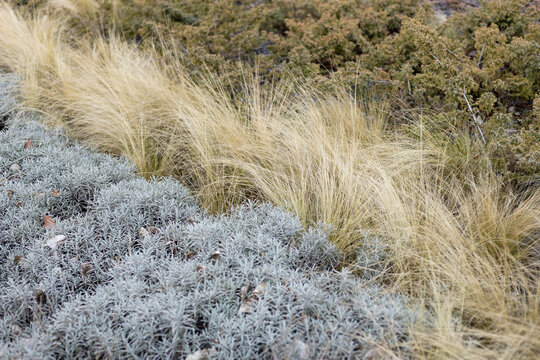 Tall Grasses Swaying in the Wind. Abstract natural background of soft plants. Pampas grass on a blurry bokeh, Dry reeds boho style.