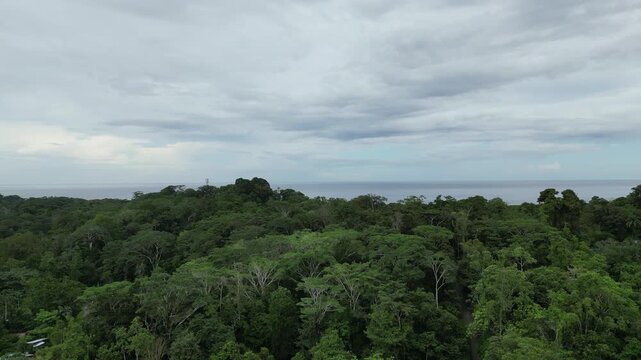 Jungle and Ocean