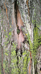 Texture of tree bark covered with green moss. Natural rough surface with organic cracks, moisture, moss. Pattern background for eco branding, packaging, textile and nature inspired design.