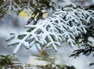 Ośnieżone gałęzie Jodły, pierwszy śnieg, tapeta. © mycatherina