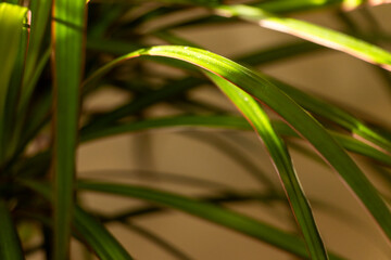 Close-up of vibrant green leaves illuminated by natural sunlight, creating a beautiful contrast against a softly blurred background. Ideal for nature or indoor plant themes.