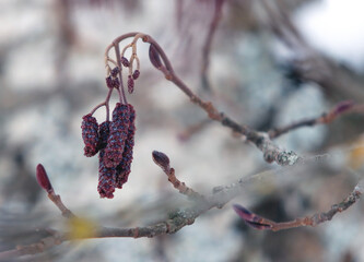 Close-up of delicate tree buds and seed pods showcasing intricate textures and natural beauty in a...