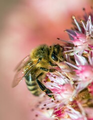 bee or honeybee in Latin Apis Mellifera on flower